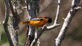 Baltimore Oriole High Island_2010_04_24_3883